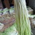 韭黄头茬40~50公分