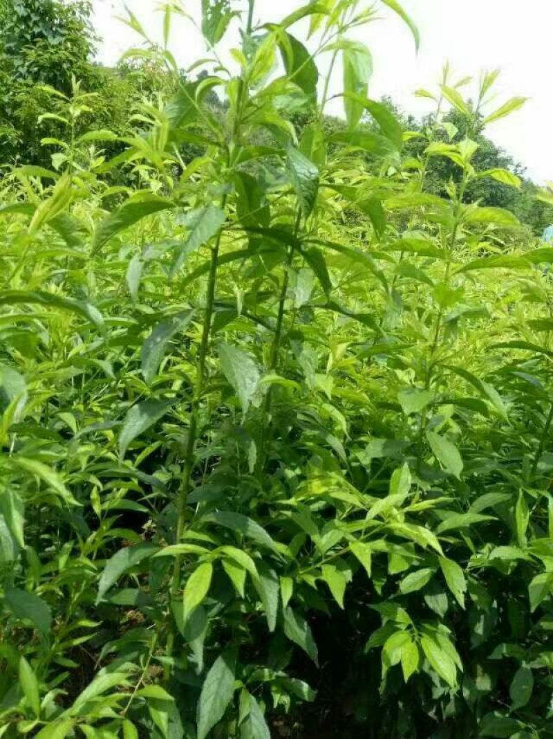 毛桃树苗80cm以上