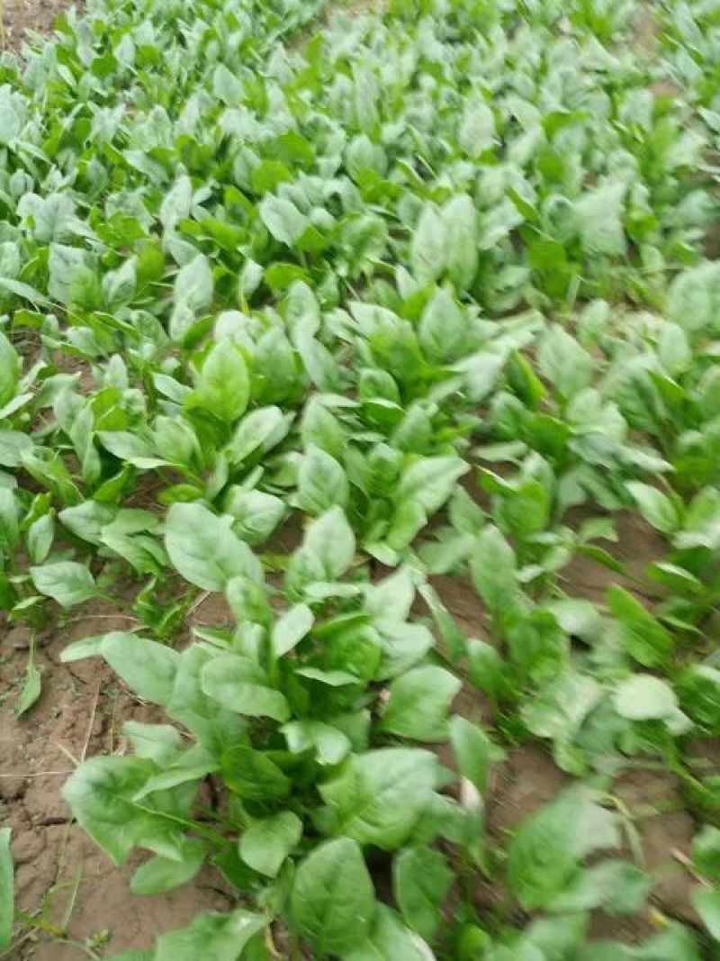 全能菠菜15~20厘米