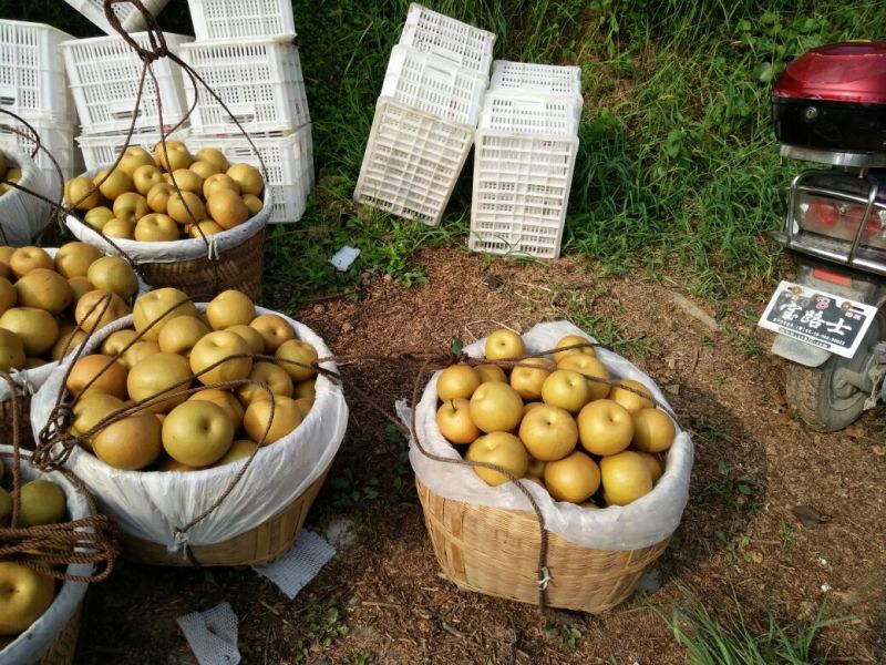 金秋梨500~550g纸箱