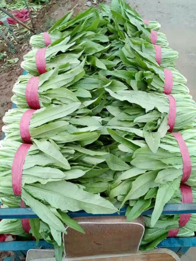 油麦菜20~25厘米以上需要联系价格便宜