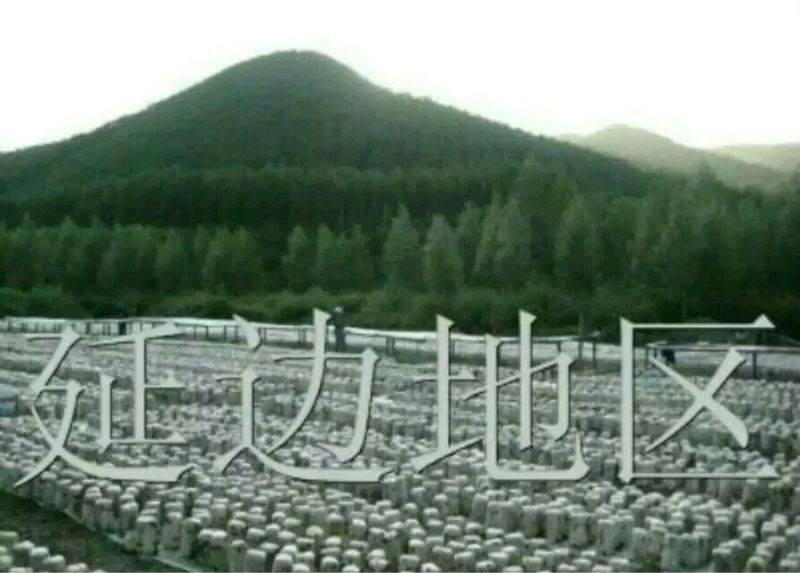 黑木耳一级
