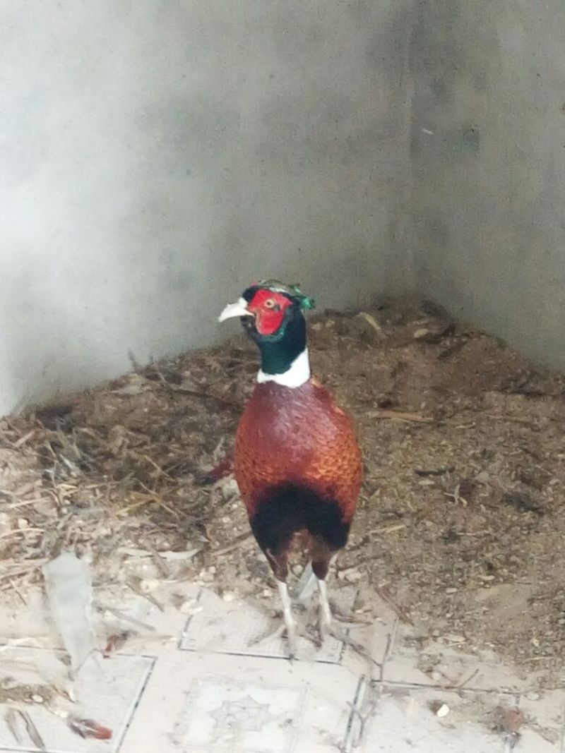 珍珠鸡苗1斤以下