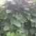 白玉豆