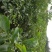 核桃苗二年苗50~100cm