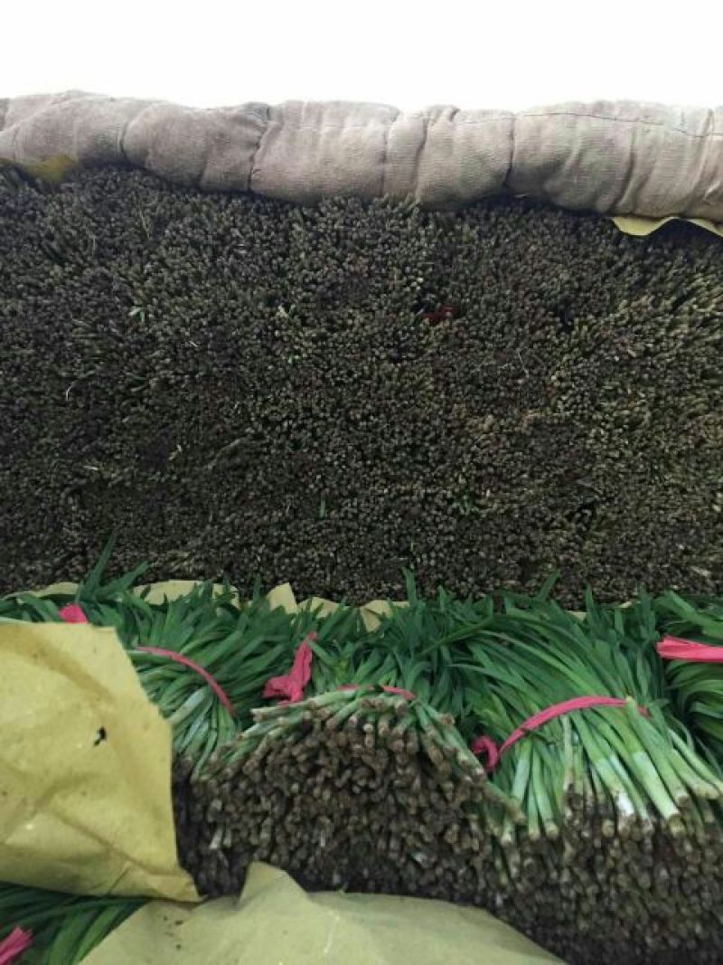 平韭6号韭菜，质量优良，价钱便宜！头茬韭菜