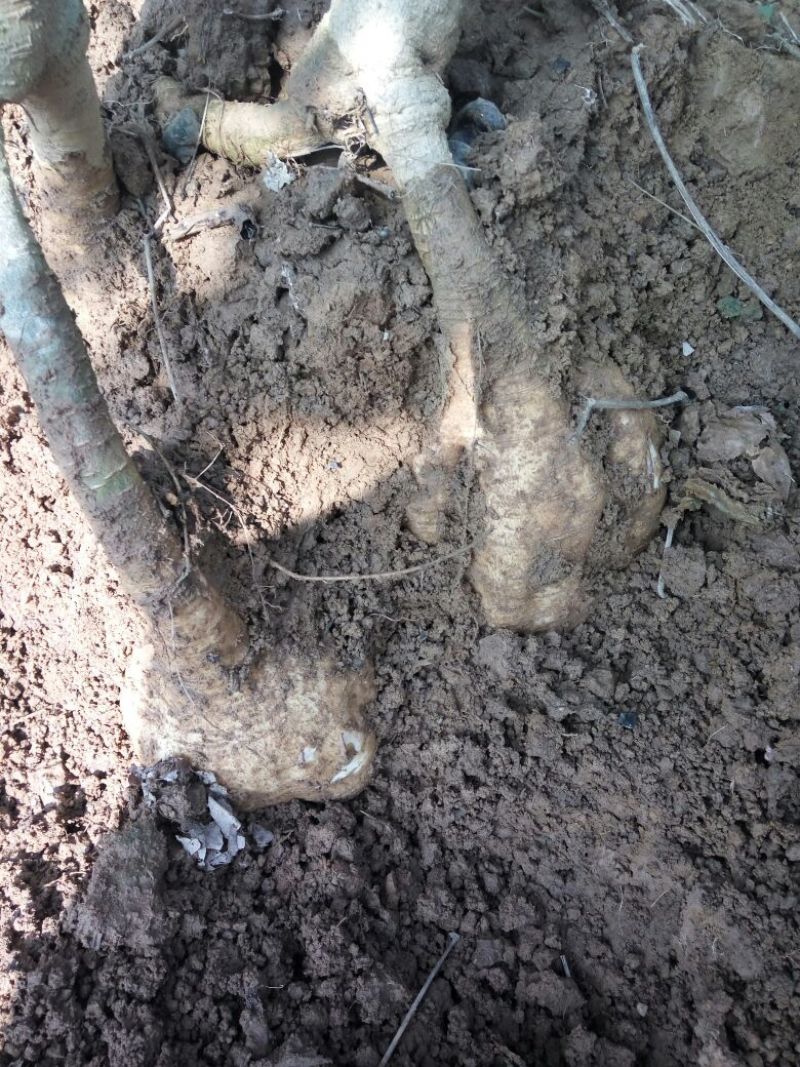 葛根无渣粉葛食材葛根菜葛
