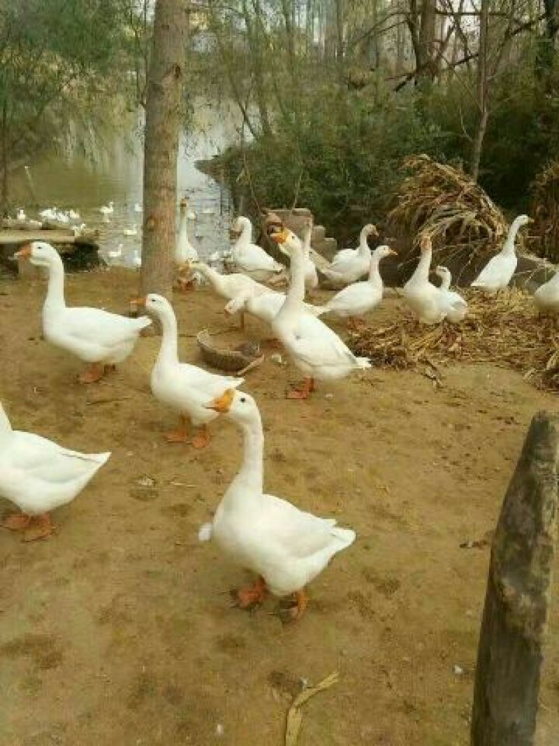 泰州白鹅鹅苗250g以下