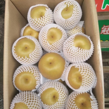 金秋梨500~550g纸箱