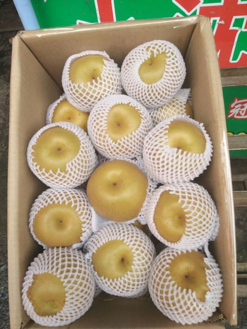 金秋梨500~550g纸箱