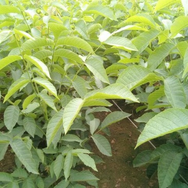 香玲核桃苗二年苗50~100cm