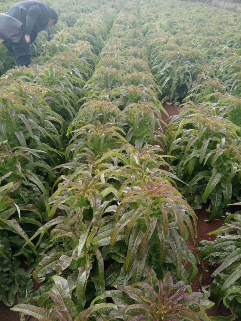 云南大理宾川莴苣，欢迎各位老板下单前来收购