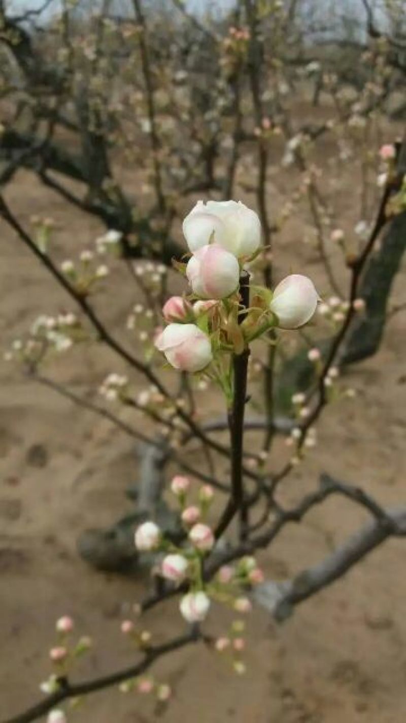 莱阳梨400~450g纸箱