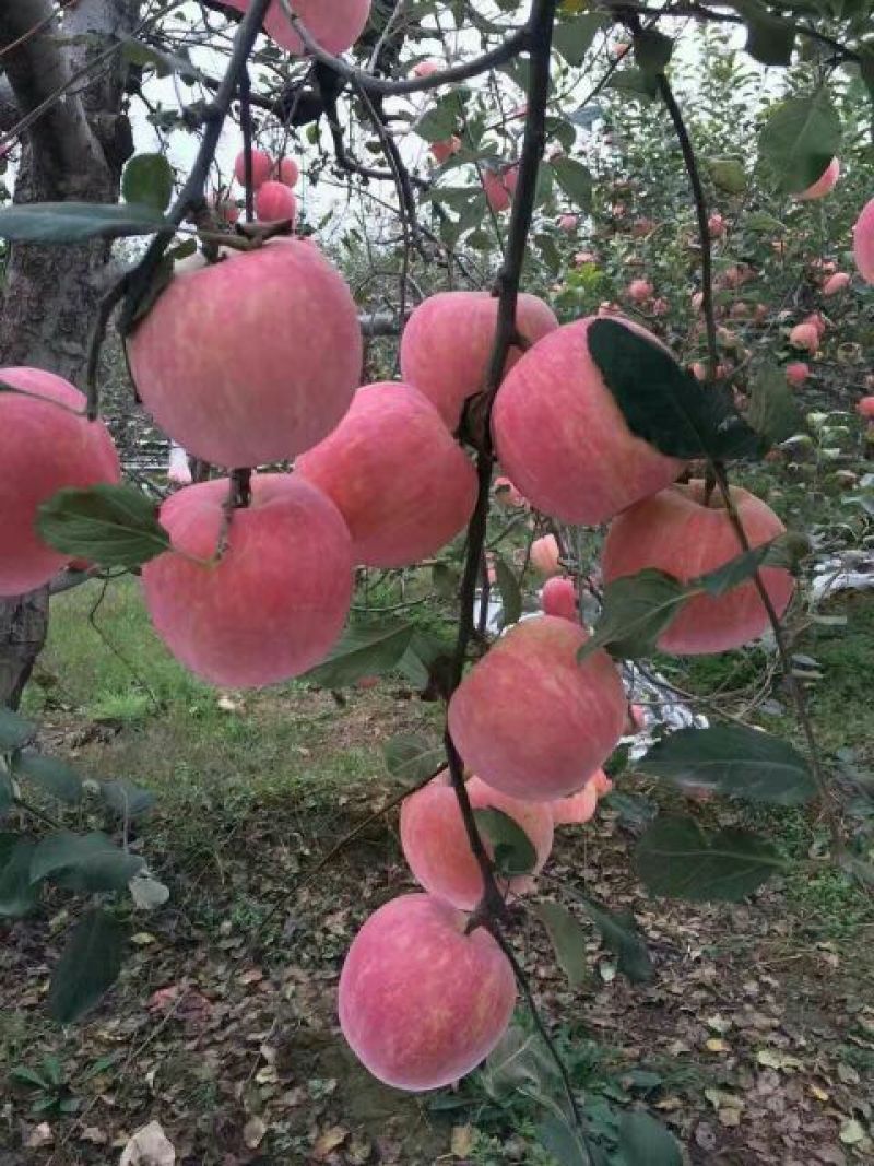 黄土高坡红富士苹果纸袋红富士最新价格