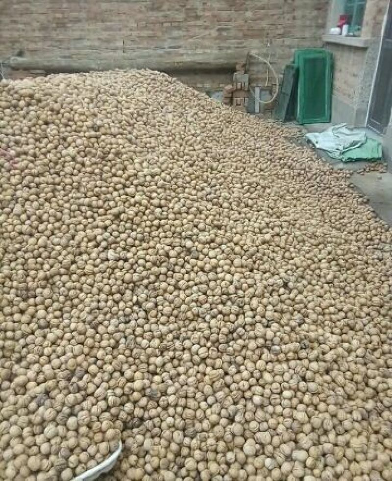 薄皮核桃30mm以上去皮