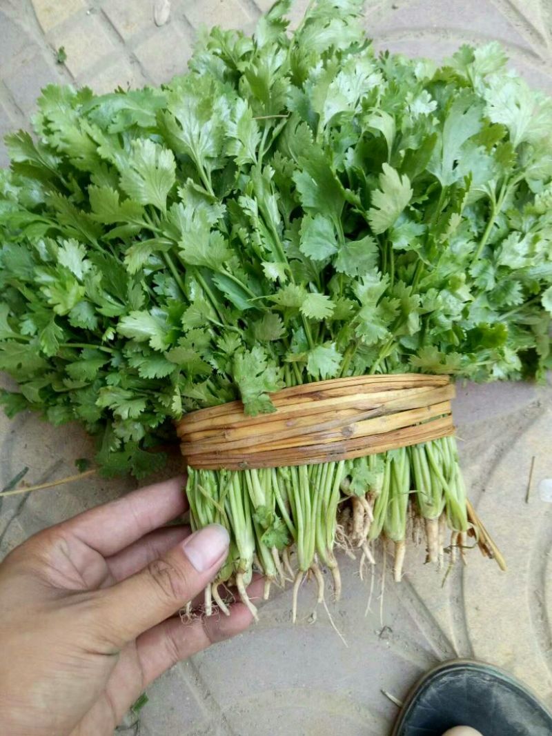 山东省聊城市莘县中叶铁杆青香菜20~25厘米以上