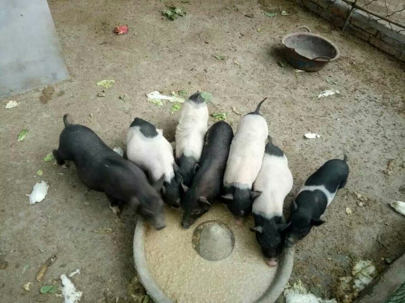 香猪