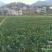 正宗赣南纽荷尔脐橙树苗无毒区培育地苗杯苗技术供应