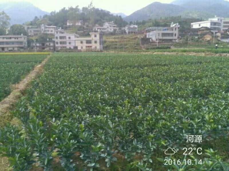 正宗赣南纽荷尔脐橙树苗无毒区培育地苗杯苗技术供应