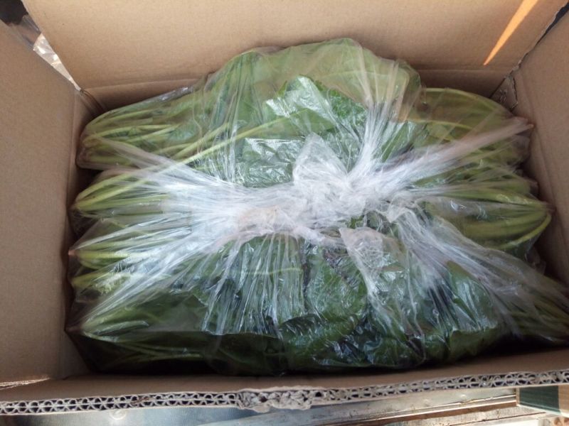 越冬菠菜25~30厘米