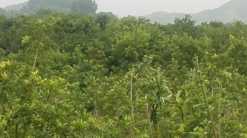 杨梅树30~50cm