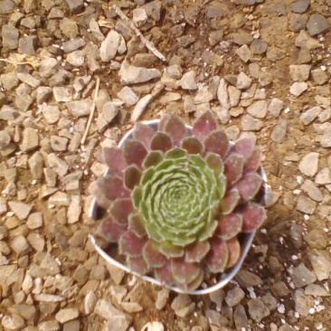 多肉植物