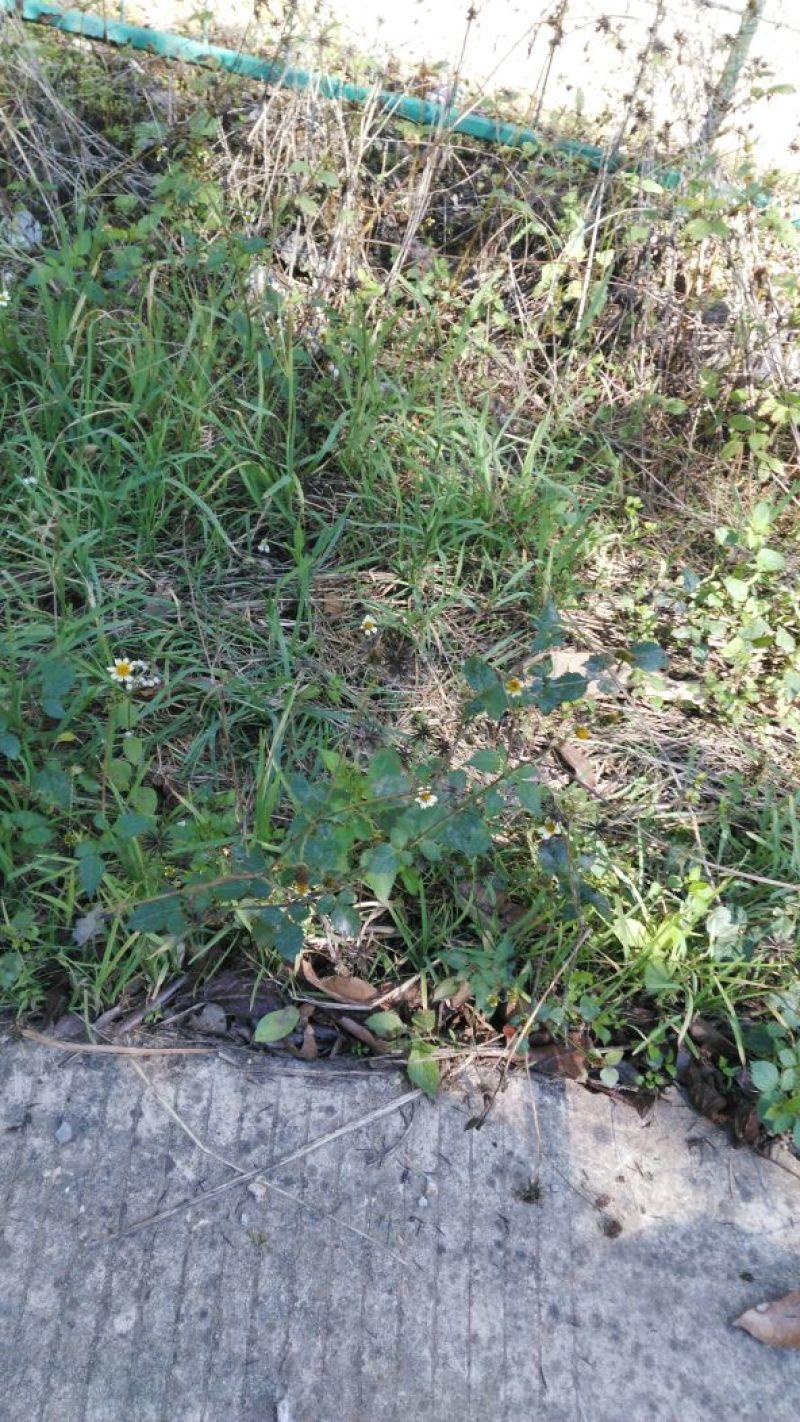鬼针草