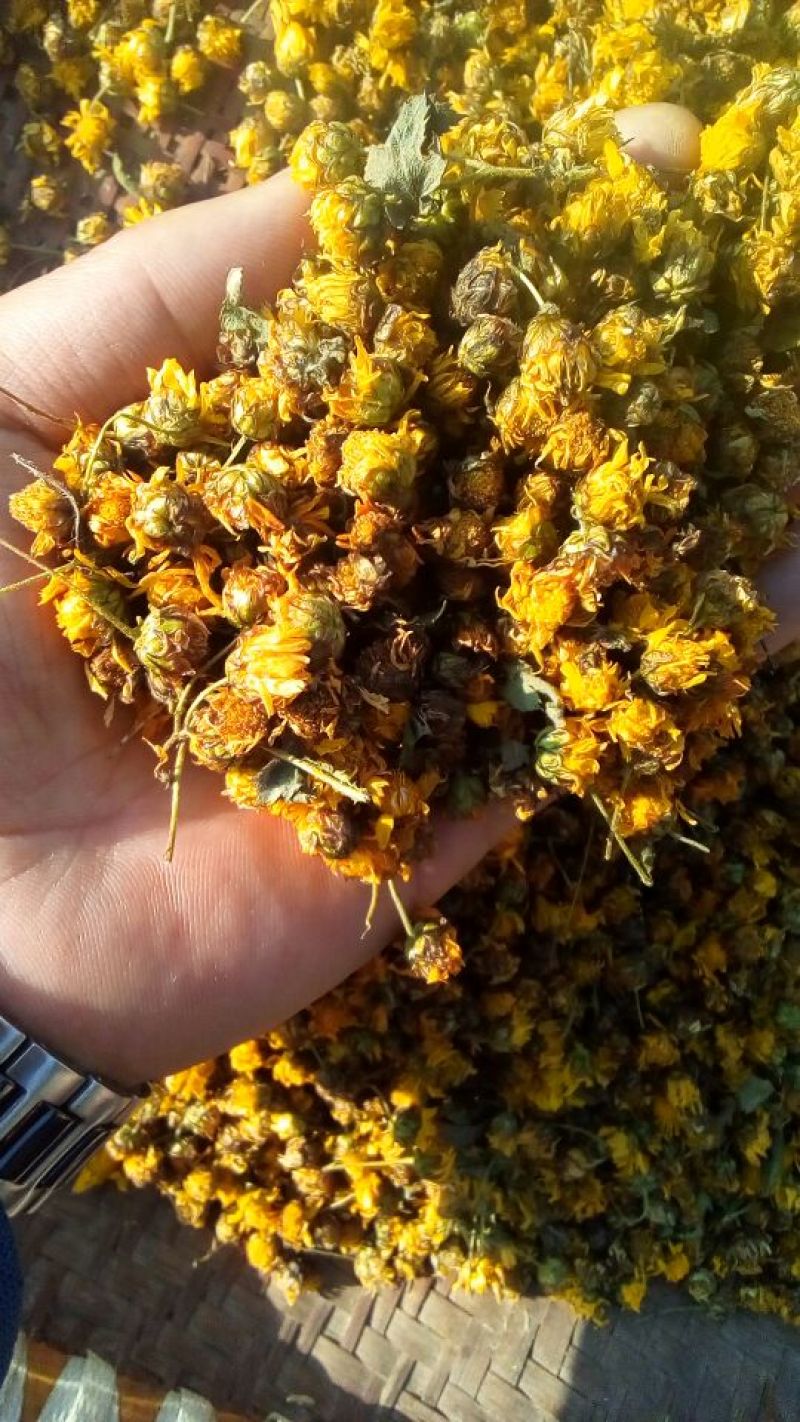 野菊花统货