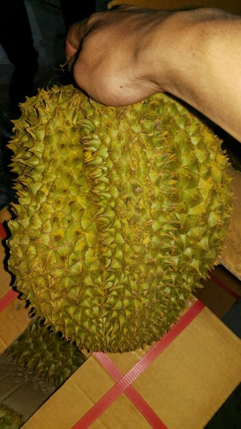 泰国榴莲