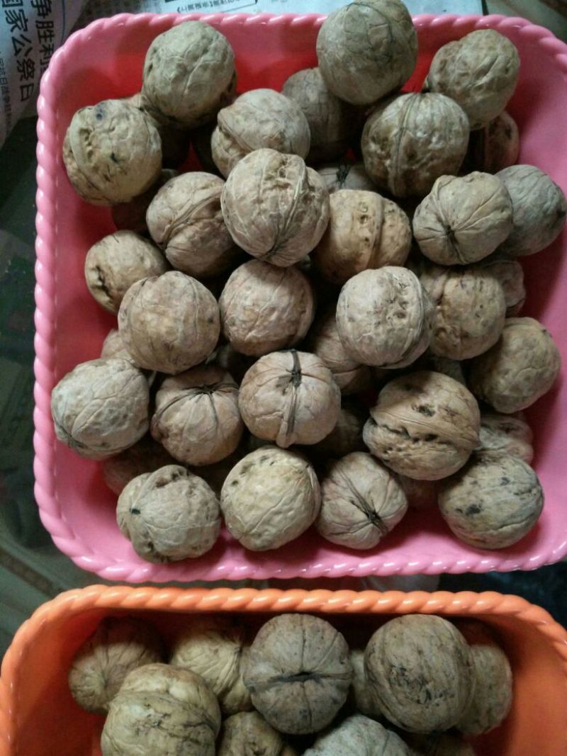 山核桃去皮干