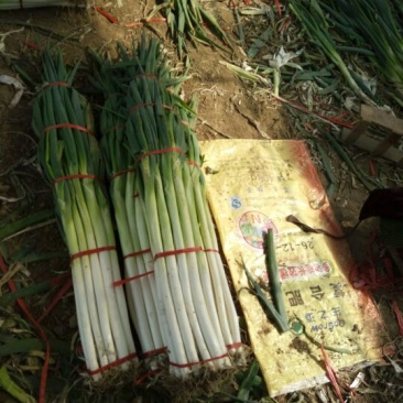 章丘大葱毛葱3cm左右40cm以上