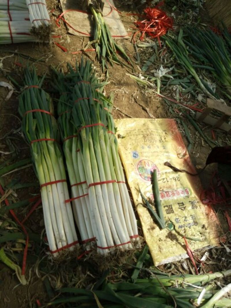 章丘大葱毛葱3cm左右40cm以上