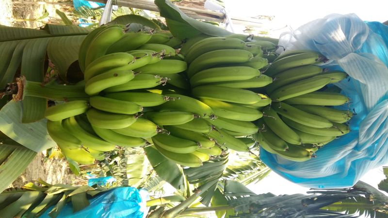 威廉斯香蕉八成熟