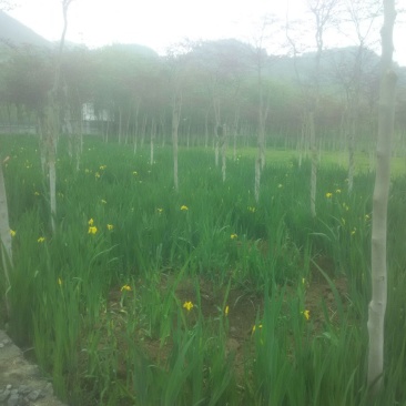 紫荆10~12cm2.5~3米