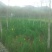 紫荆10~12cm2.5~3米