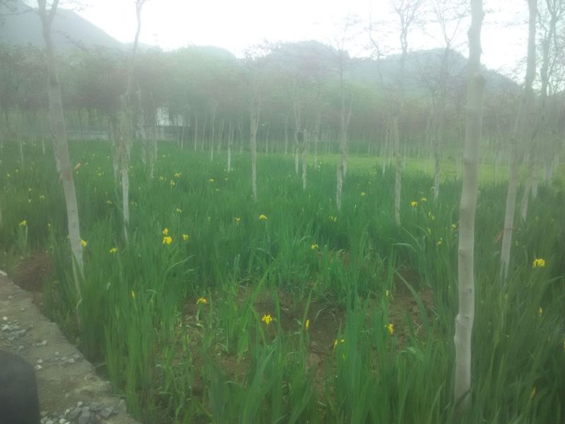 紫荆10~12cm2.5~3米