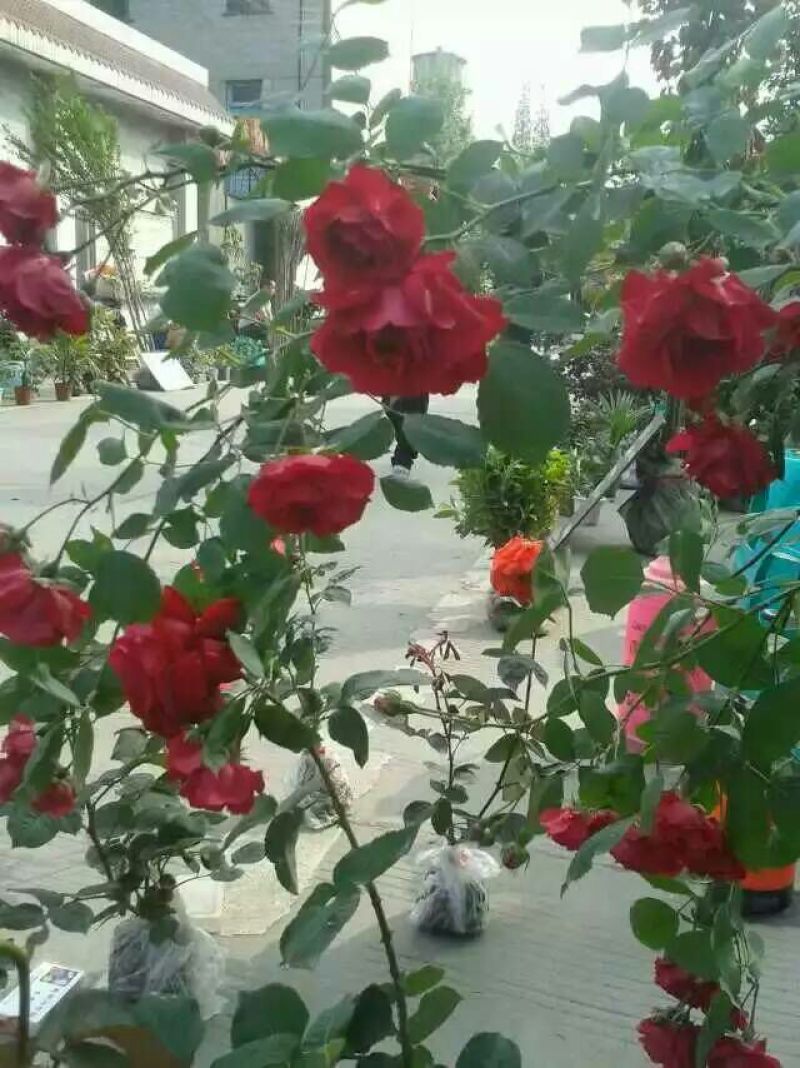 迎春花1~1.5米