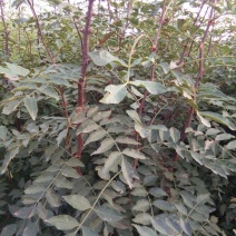 花椒苗，大红袍花椒苗，价格低。随时可以发货，需要的联系