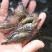 青虾虾苗26~30只/kg