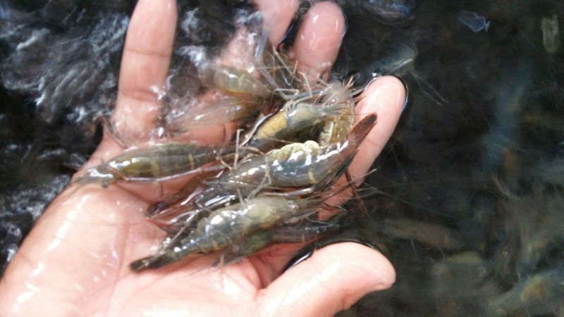 青虾虾苗26~30只/kg