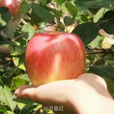 红富士苹果80mm以上膜袋