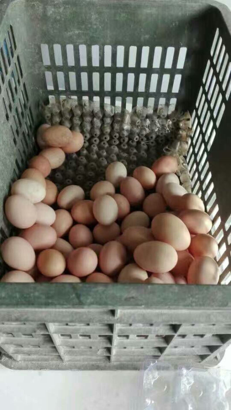 土鸡蛋食用50g以下