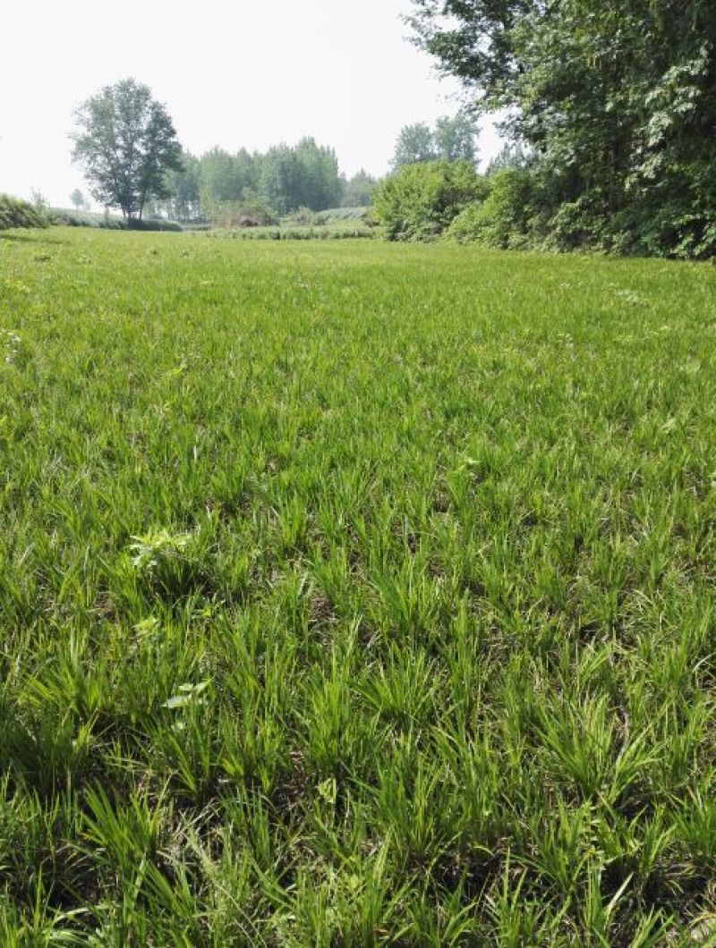 麦冬草