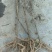 牡丹种苗30~40cm（3年苗）