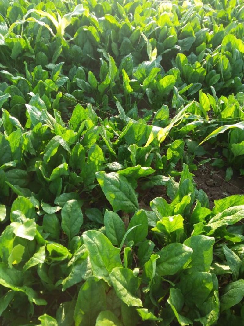 越冬菠菜20~25厘米