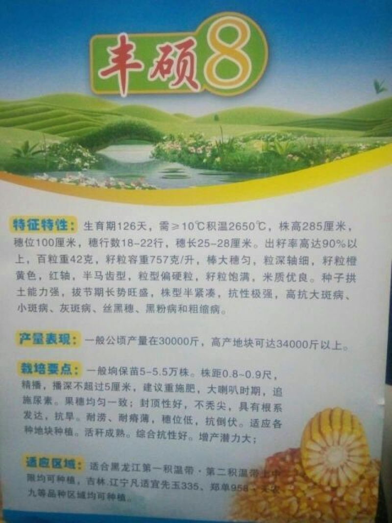 玉米种子97%