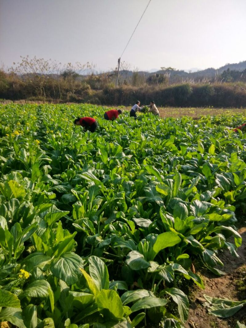 菜苔