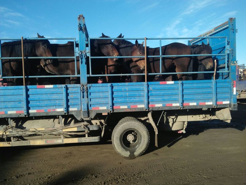 蒙古马100~200kg