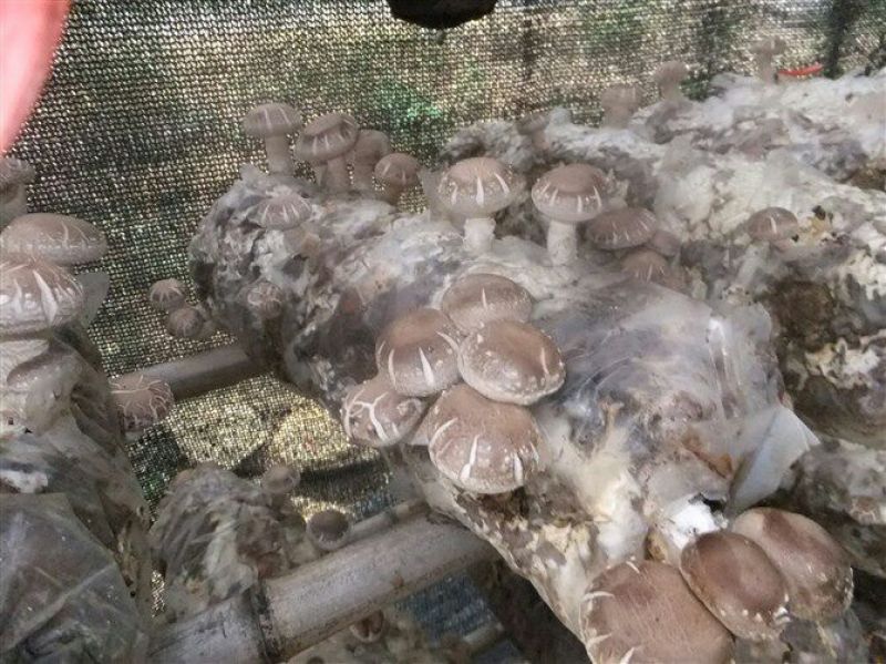 干香菇3cm以上