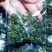 观音茶一级